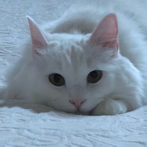 Meet your Posher, Ellen